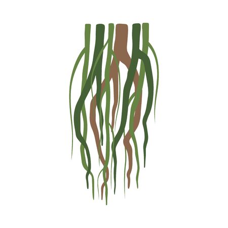 Tropical Liana Stems, Vines, Jungle Plant Decorative Element, Rainforest Flora Vector Illustrationのイラスト素材
