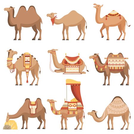 Camels Set, Desert Animals with Bridles and Saddles Decorated with Ethnic Ornament Vector Illustrationのイラスト素材