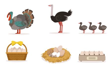 Poultry Farm With Turkey, Ostrich, Little Birds And Eggs Vector Illustration Set Isolated On White Backgroundのイラスト素材