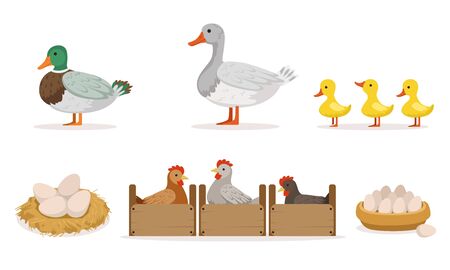 Poultry Farm With Hens, Ducks And Gooses. Eggs And Ducklings Vector Illustration Set Isolated On White Backgroundのイラスト素材