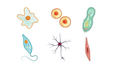 Different Types of Cells Collection, Human Anatomy Infografic Elements Vector Illustration on White...