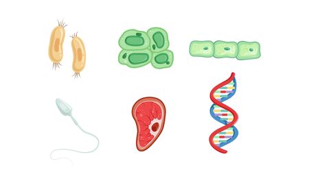 Different Types of Cells, DNA Structure Collection, Human Anatomy Infografic Elements Vector Illustrationのイラスト素材