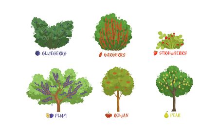 Different Garden Berry Shrubs and Fruit Trees Sorts with Names Collection, Pear, Rowan, Plum, Blueberry, Barberry, Atrawberry Vector Illustrationのイラスト素材