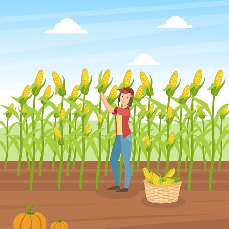 Girl Farmer Collecting Corn, Agricultural Worker Standing on Background of Corn Field with Basket Full of Corncobs Vector Illustration in Flat Style.のイラスト素材
