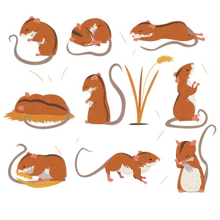 Field Mouse Collection, Cute Red Rodent Animal with Black Stripe on Its Back in Various Poses Vector Illustrationのイラスト素材