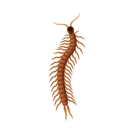 Scolopendra Insect, Pest Control and Extermination Concept Vector Illustration on White Backgroundのイラスト素材