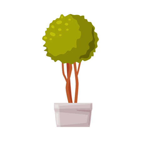 Evergreen Indoor Boxwood Tree in White Pot, Houseplant for Office, Room Decoration Vector Illustrationのイラスト素材