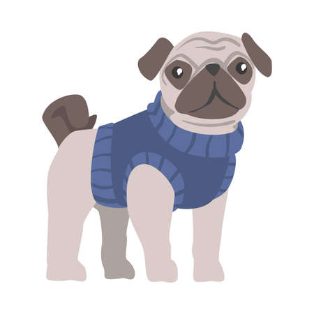 Cute Pug Dog in Blue Warm Knitted Sweater, Funny Pet Animal Character Cartoon Style Vector Illustrationのイラスト素材