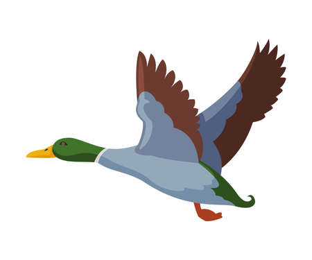 Flying Wild Mallard Duck Flat Style Vector Illustrationのイラスト素材