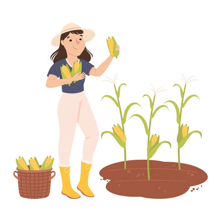 Woman Farmer or Agricultural Worker Gathering Corn Cobs in Wicker Basket Vector Illustrationのイラスト素材