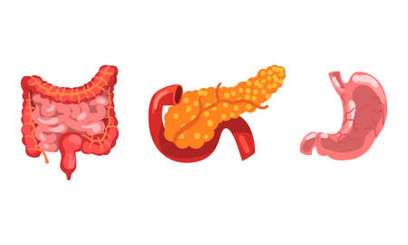 Large and Small Intestine, Pancreas, Stomach, Digestive HumanTract, Internal Organs Set Cartoon Vector Illustrationのイラスト素材
