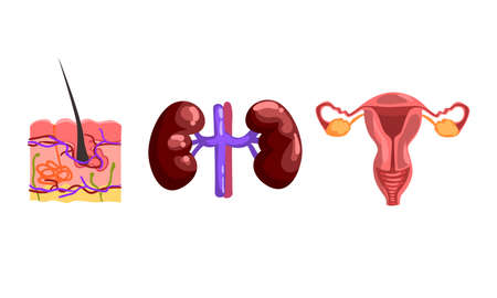 Kidneys, Skin Internal Structure with Hair Bulb, Female Reproductive System, Human Internal Organs Set Cartoon Vector Illustrationのイラスト素材