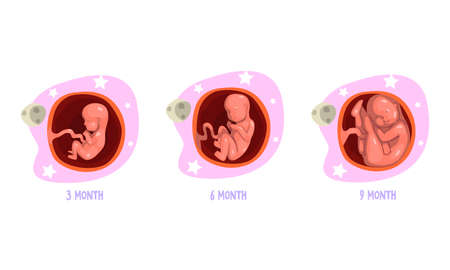 Stages of Embryo Development Set, 3, 6, 9 Month Cartoon Vector Illustrationのイラスト素材
