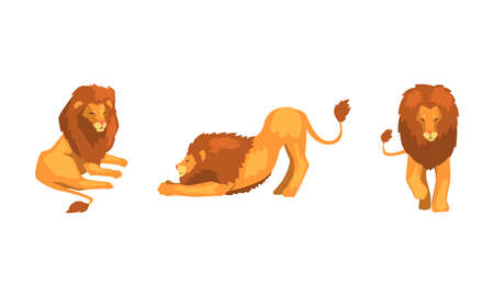 Proud Powerful Lion Character as King of Animal with Brown Mane Vector Setのイラスト素材
