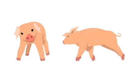 Pinky Pig as Domestic Animal with Long Snout and Hoofed Toes Vector Setのイラスト素材