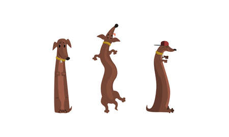 Funny Purebreed Dachshund Dog Set, Cute Pet Animal Character in Various Poses Vector Illustrationのイラスト素材