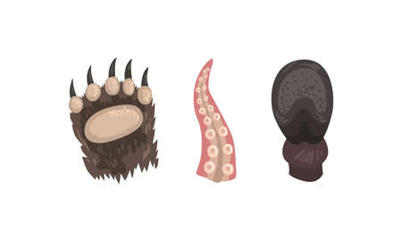 Animal Limb with Bear Clawed Paw and Octopus Tentacle Vector Setのイラスト素材