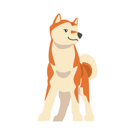 Shiba Inu as Japanese Breed of Hunting Dog with Prick Ears and Curled Tail in Standing Pose Vector Illustrationのイラスト素材