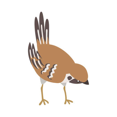 Sparrow as Brown and Grey Small Passerine Bird with Short Tail Pecking Vector Illustrationのイラスト素材