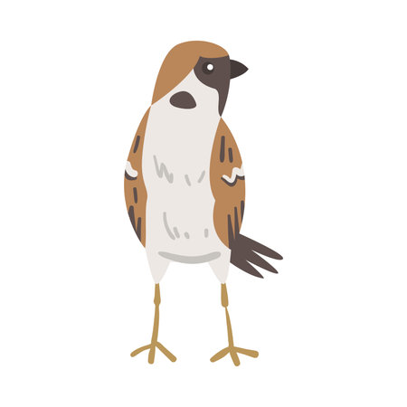 Sparrow as Brown and Grey Small Passerine Bird with Short Tail Standing Vector Illustrationのイラスト素材