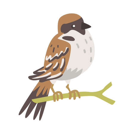 Sparrow as Brown and Grey Small Passerine Bird with Short Tail Sitting on Branch Vector Illustrationのイラスト素材