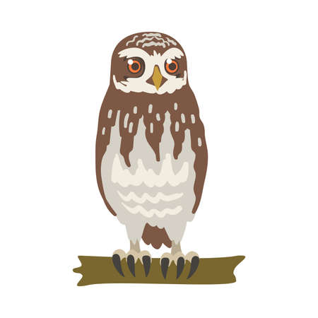 Owl Specie as Nocturnal Bird of Prey with Hawk-like Beak and Forward-facing Eyes Perching on Tree Branch Vector Illustrationのイラスト素材