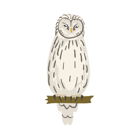 Perching Owl Bird with Broad Head and Sharp Talons Having Upright Stance Vector Illustrationのイラスト素材