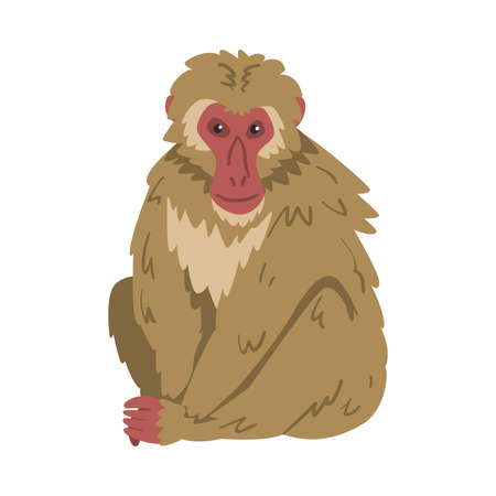 Macaque Monkey as Herbivorous Ape in Sitting Pose Vector Illustrationのイラスト素材