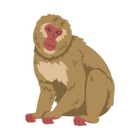 Macaque Monkey as Herbivorous Ape in Sitting Pose Vector Illustrationのイラスト素材