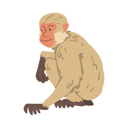Monkey as Arboreal Herbivorous Ape in Sitting Pose Vector Illustrationのイラスト素材