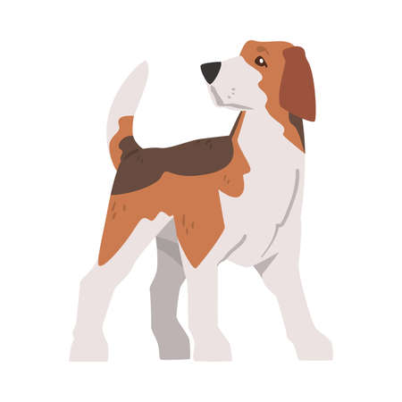 Cute Small Standing Beagle Dog Pet Animal, Hunting Dog with Brown White Coat and Long Ears Beagle Cartoon Vector Illustrationのイラスト素材