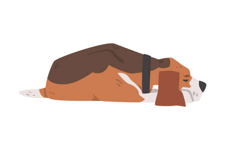Cute Sleeping Beagle Dog Pet Animal, Hunting Dog with Brown White Coat and Long Ears Beagle Cartoon Vector Illustrationのイラスト素材