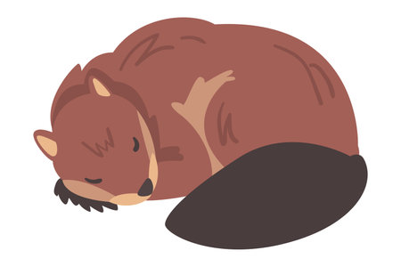 Cute Brown Sleeping Beaver, Wild Rodent Mammal Animal Cartoon Vector Illustrationのイラスト素材