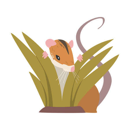 Field Mouse as Small Rodent with Long Tail and Dorsal Black Stripe Vector Illustrationのイラスト素材