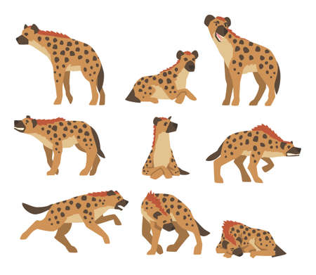 Hyenas as Carnivore Mammal with Spotted Coat and Rounded Ears Sitting, Standing and Attacking Vector Setのイラスト素材