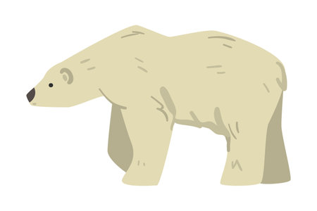 White Bear Arctic Animal, Wild Polar Mammal Cartoon Vector Illustrationのイラスト素材