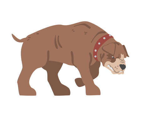 Large Aggressive Brown Dog in Leather Collar Vector Illustrationのイラスト素材