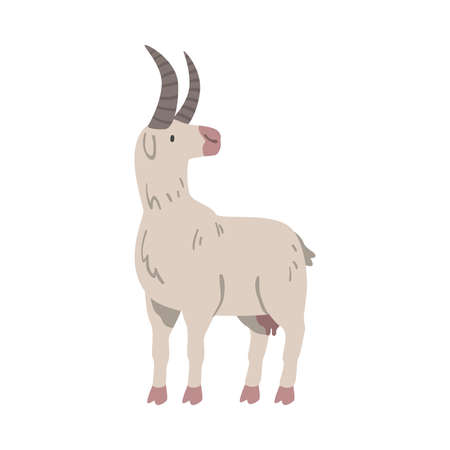 White Goat Farm Animal, Livestock Cartoon Vector Illustrationのイラスト素材