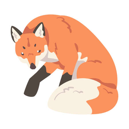 Red Sitting Fox, Wild Predator Forest Mammal Animal Cartoon Vector Illustrationのイラスト素材