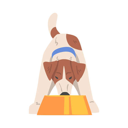 Jack Russell Terrier Eating Food from Bowl, Front View of Cute Pet Animal with Brown and White Coat Cartoon Vector Illustrationのイラスト素材