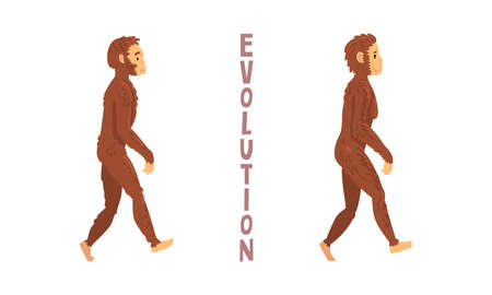 Monkey or Primate as Human Evolution Stage and Gradual Development Vector Setのイラスト素材