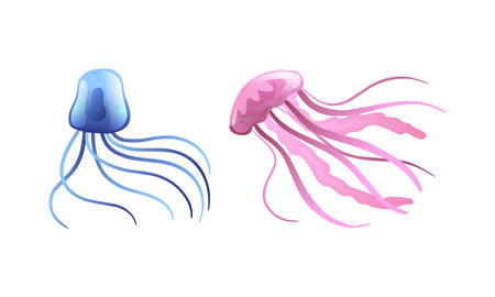 Jellyfish and Sea Jelly as Free-swimming Marine Animal with Umbrella-shaped Bells and Trailing Tentacles Vector Setのイラスト素材