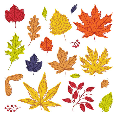 Bright Autumn Foliage with Different Leaf Color Vector Setのイラスト素材