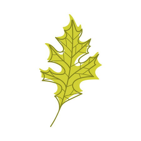 Green Autumn Oak Leaf with Veins as Seasonal Foliage on Stem Vector Illustrationのイラスト素材