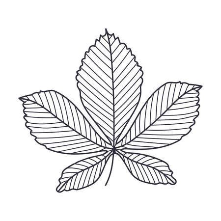 Hand Drawn Autumn Chestnut Leaf Contour or Outline Vector Illustrationのイラスト素材