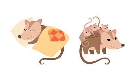 Cute Opossum Animal Sleeping on Pillow Under Blanket and Carrying Baby on Its Back Vector Setのイラスト素材