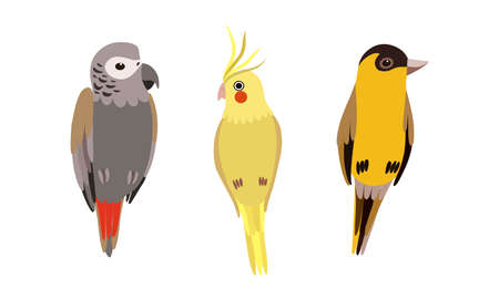 Perching Birds as Winged Feathered Creature with Bright Plumage Vector Setのイラスト素材
