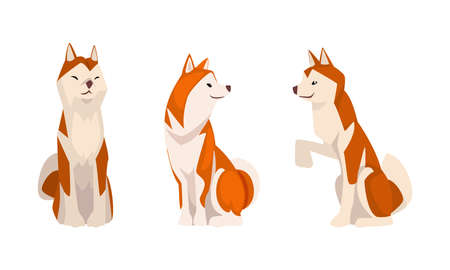 Shiba Inu as Japanese Breed of Hunting Dog with Prick Ears and Curled Tail in Sitting Pose Vector Setのイラスト素材