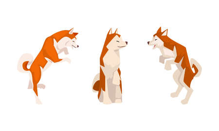 Shiba Inu as Japanese Breed of Hunting Dog with Prick Ears and Curled Tail in Sitting Pose Vector Setのイラスト素材