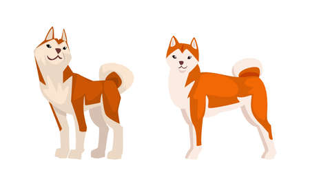 Shiba Inu as Japanese Breed of Hunting Dog with Prick Ears and Curled Tail in Standing Pose Vector Setのイラスト素材